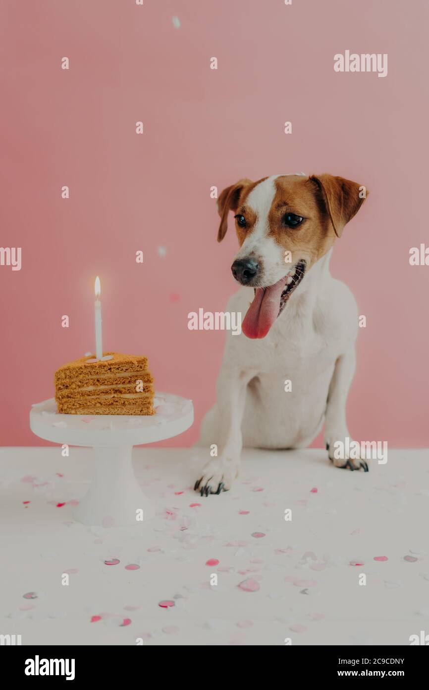 Home shot of jack russel terrier looks with appetite at sweet tasty birthday cake, celebrates one year, enjoys party, isolated on pink background with Stock Photo