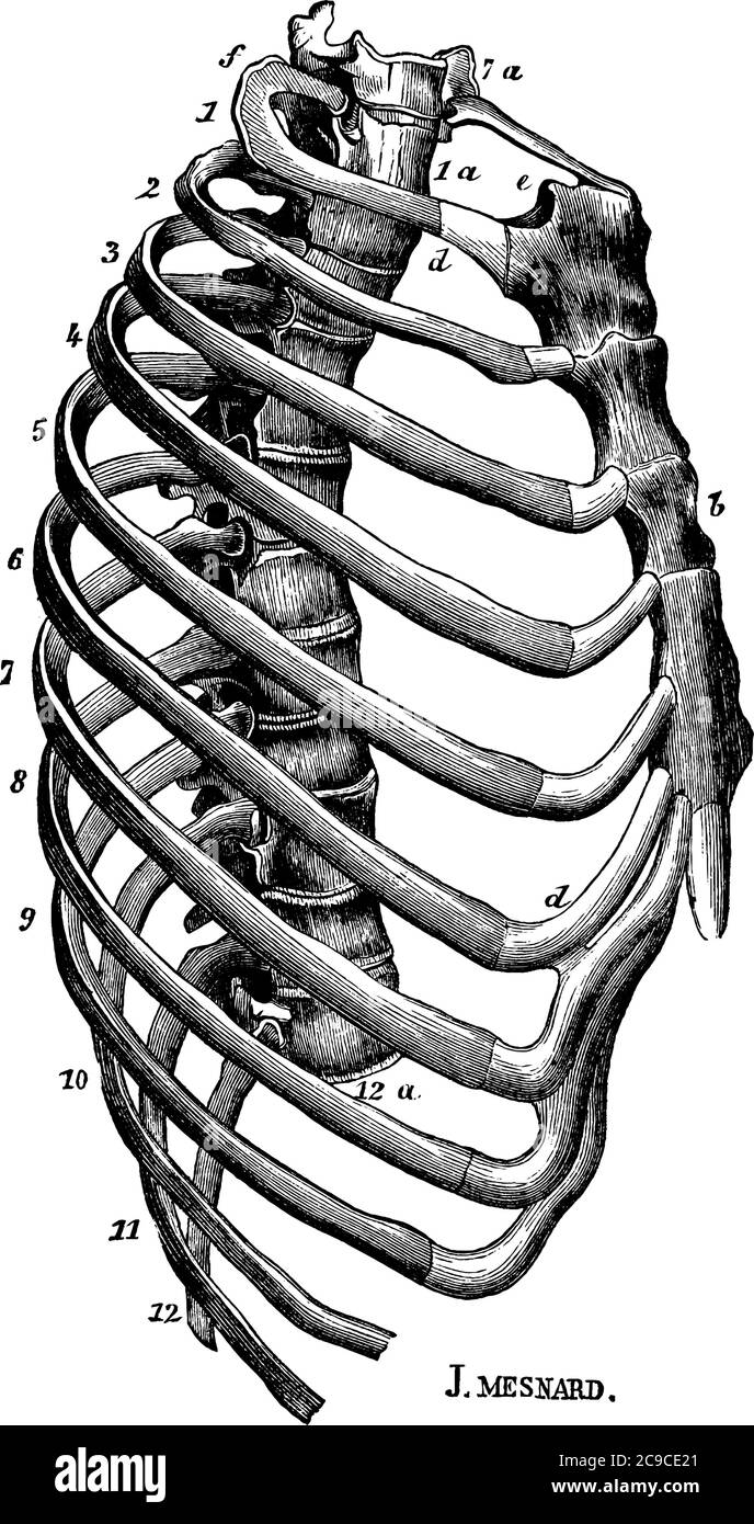 An elongated conical-shaped cage, formed by the sternum and costal cartilages in front, the 12 ribs on each side, and the bodies of the 12 dorsal vert Stock Vector