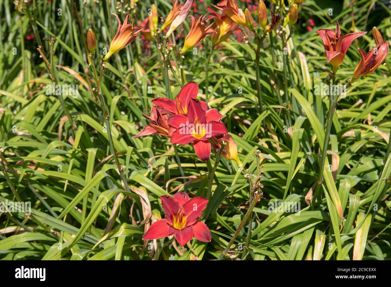 Summer Flowering Bright Yellow Daylily Plant (Hemerocallis 'Scarlet Oak') Growing in a Herbaceous Border in a Country Cottage Garden in Rural Devon Stock Photo