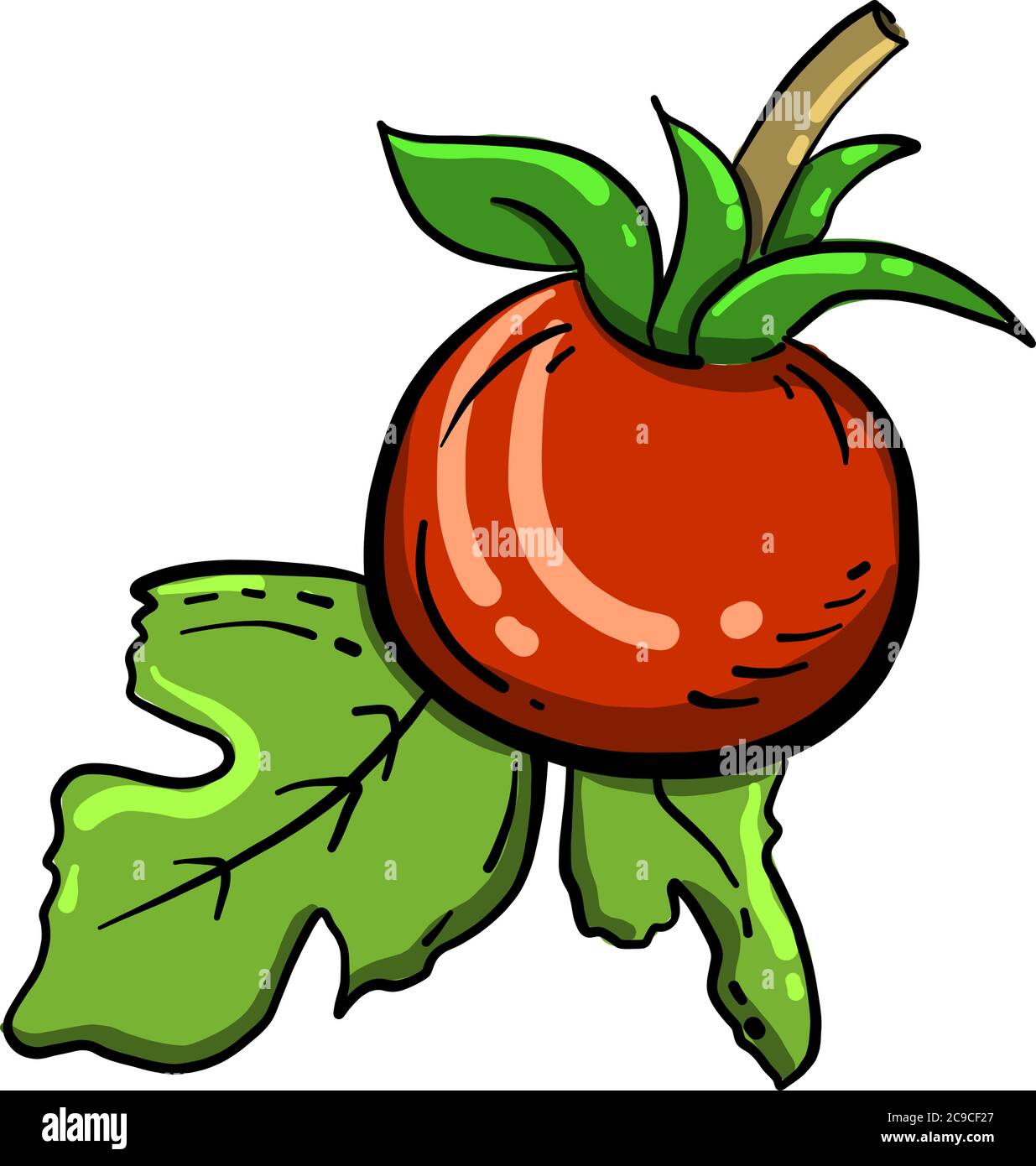 Red tomato, illustration, vector on white background Stock Vector