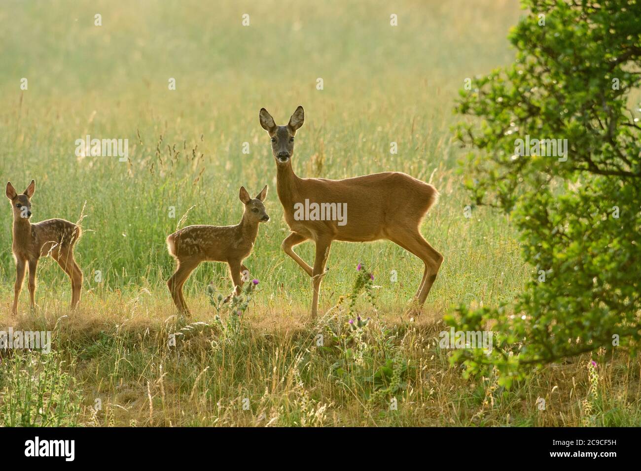 Roe doe deer twins hi-res stock photography and images - Alamy