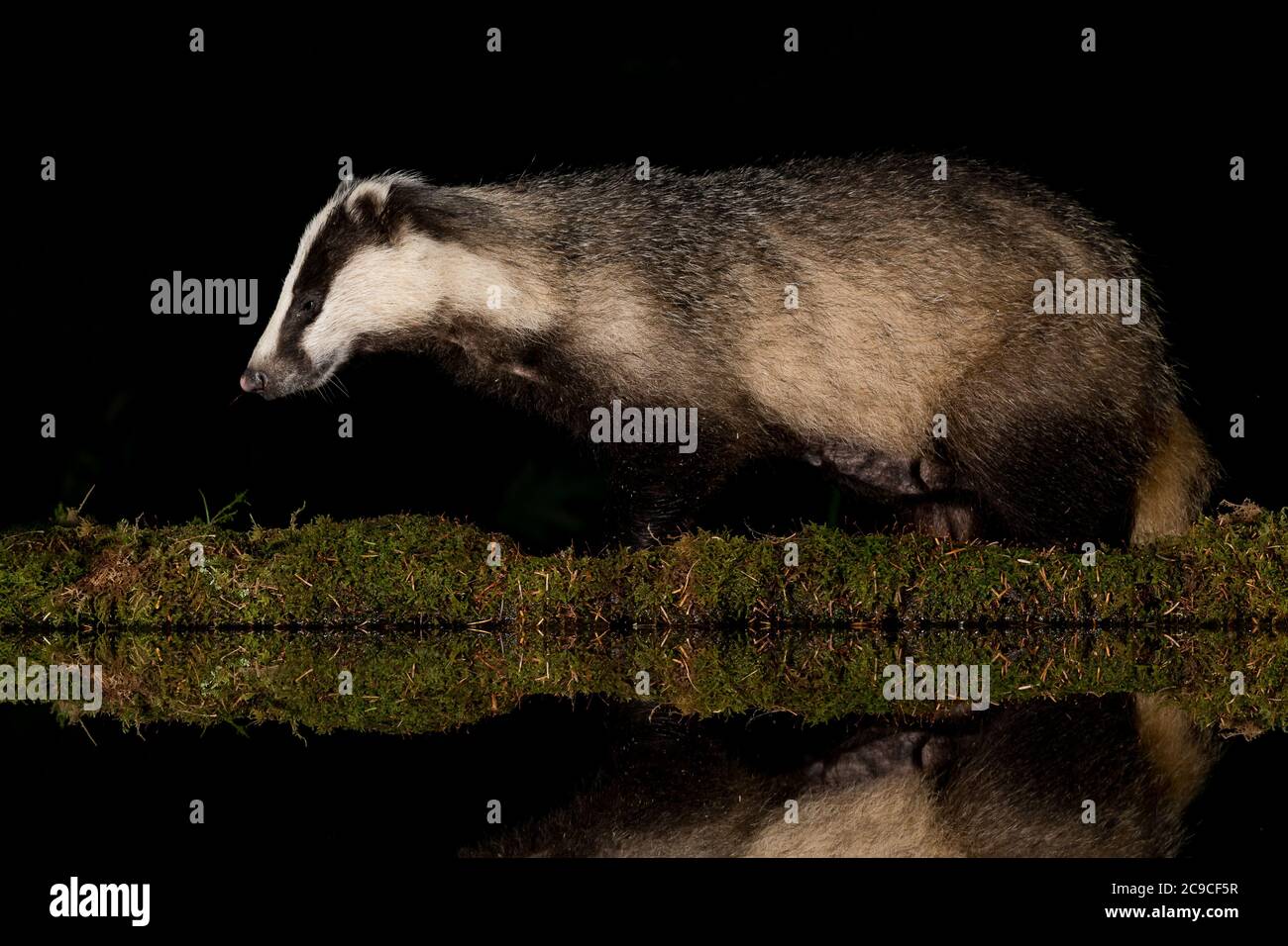 Lactating Badger sow near water Stock Photo