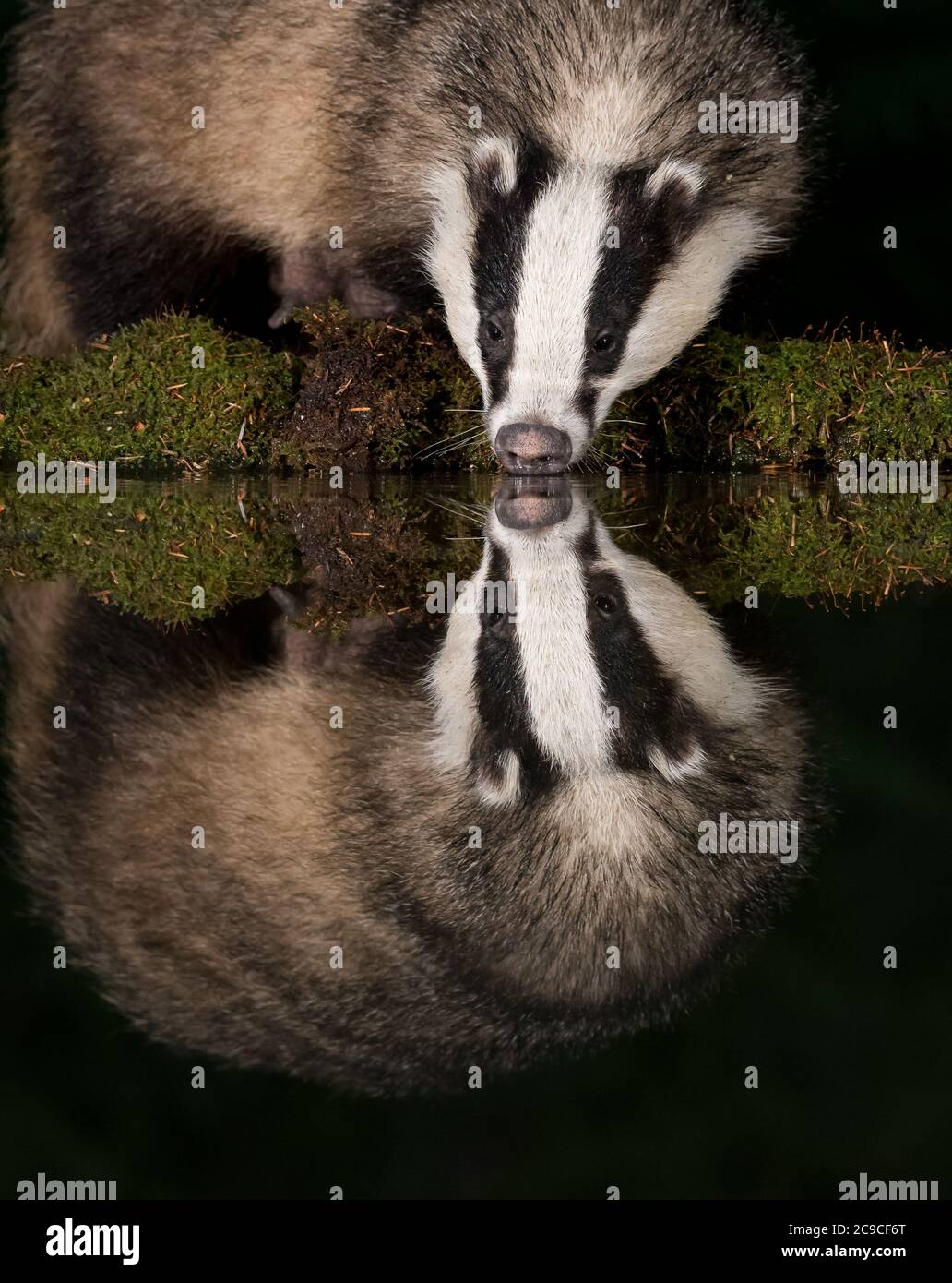Badger drinking from a pool with reflection in water Stock Photo