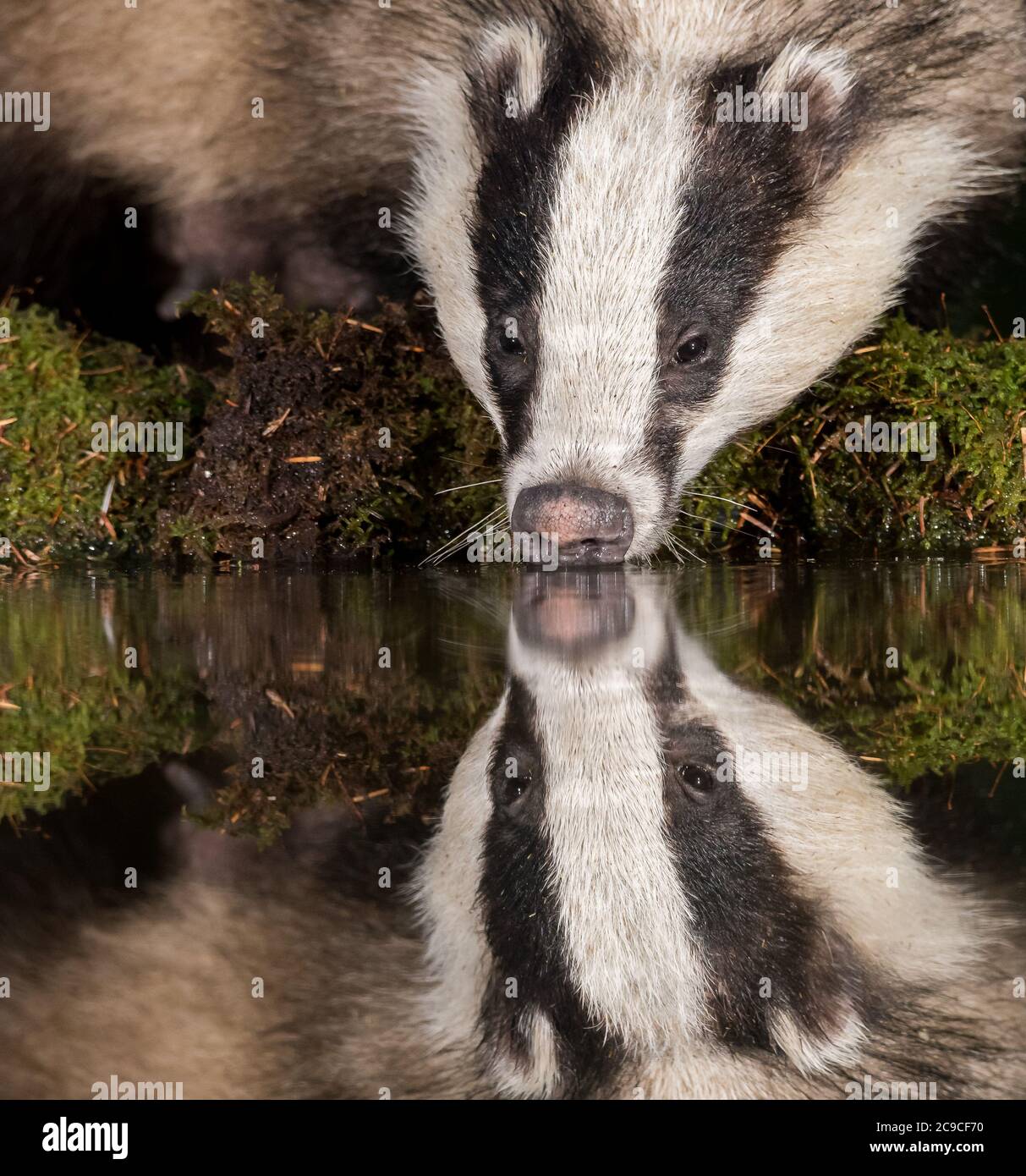 Badger drinking with reflection in water close up Stock Photo