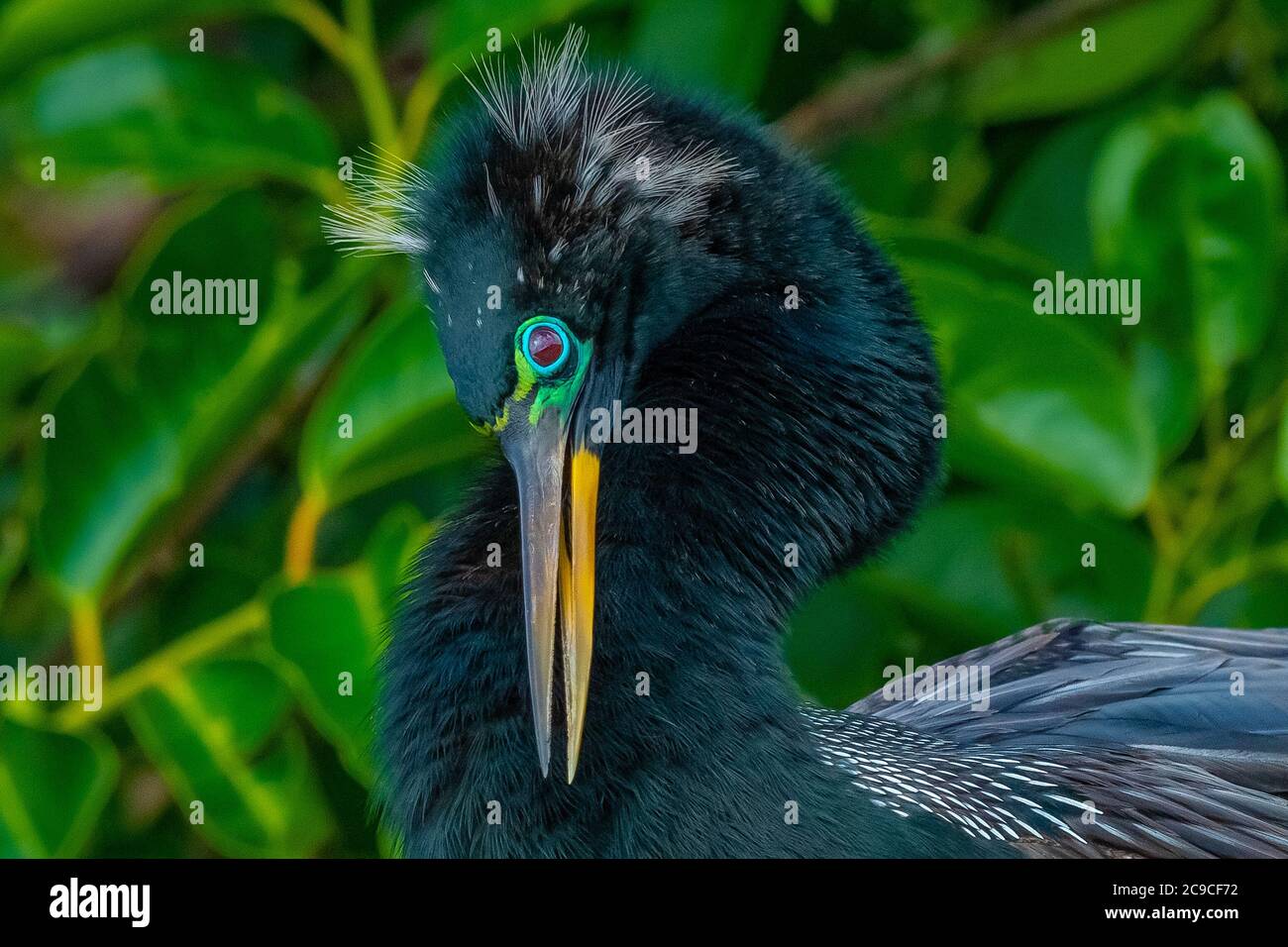 Potrait of an Anhinga bird in it's mating colors Stock Photo