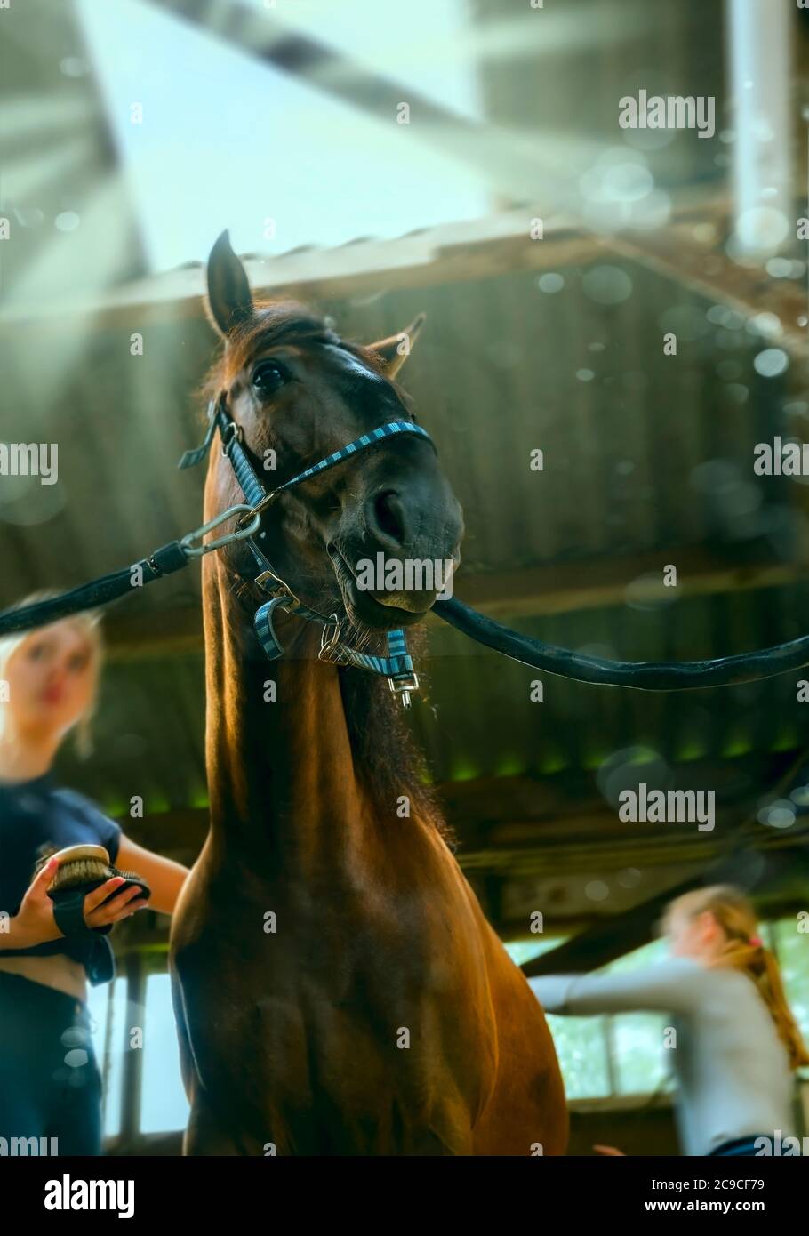 Children take care of the horse in the old stable. Girls grooming horse with brush, cleaning and