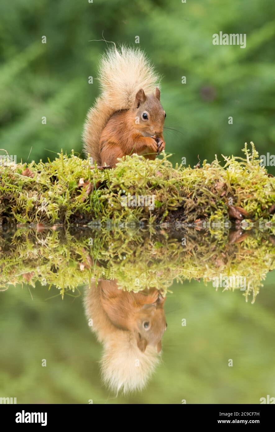 Red Squirrel with reflection in water eating a nut Stock Photo
