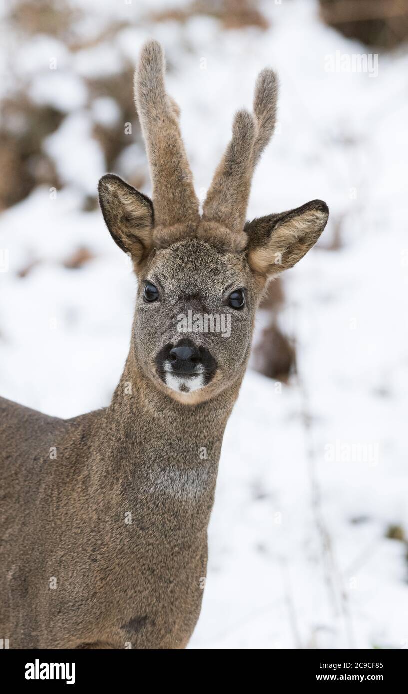 Roe Deer Buck in velvet and snow background Stock Photo - Alamy