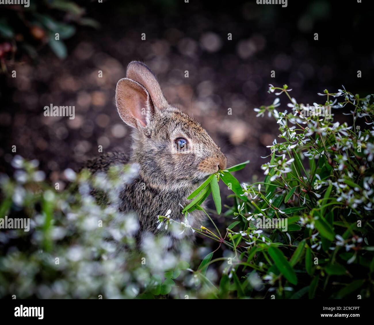 Eastern Cottontail Rabbit, (Sylvilagus floridanus), feeding on garden plant, Manitoba, Canada. Stock Photo