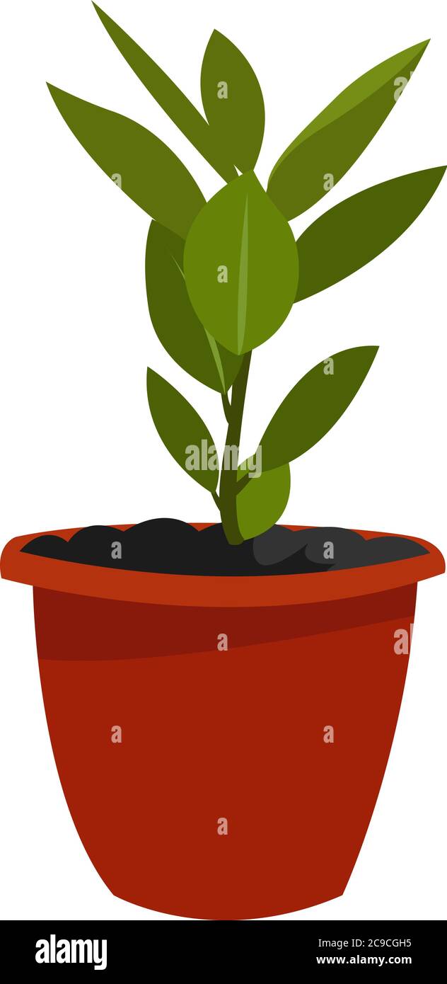 Bay leaf in pot, illustration, vector on white background Stock Vector