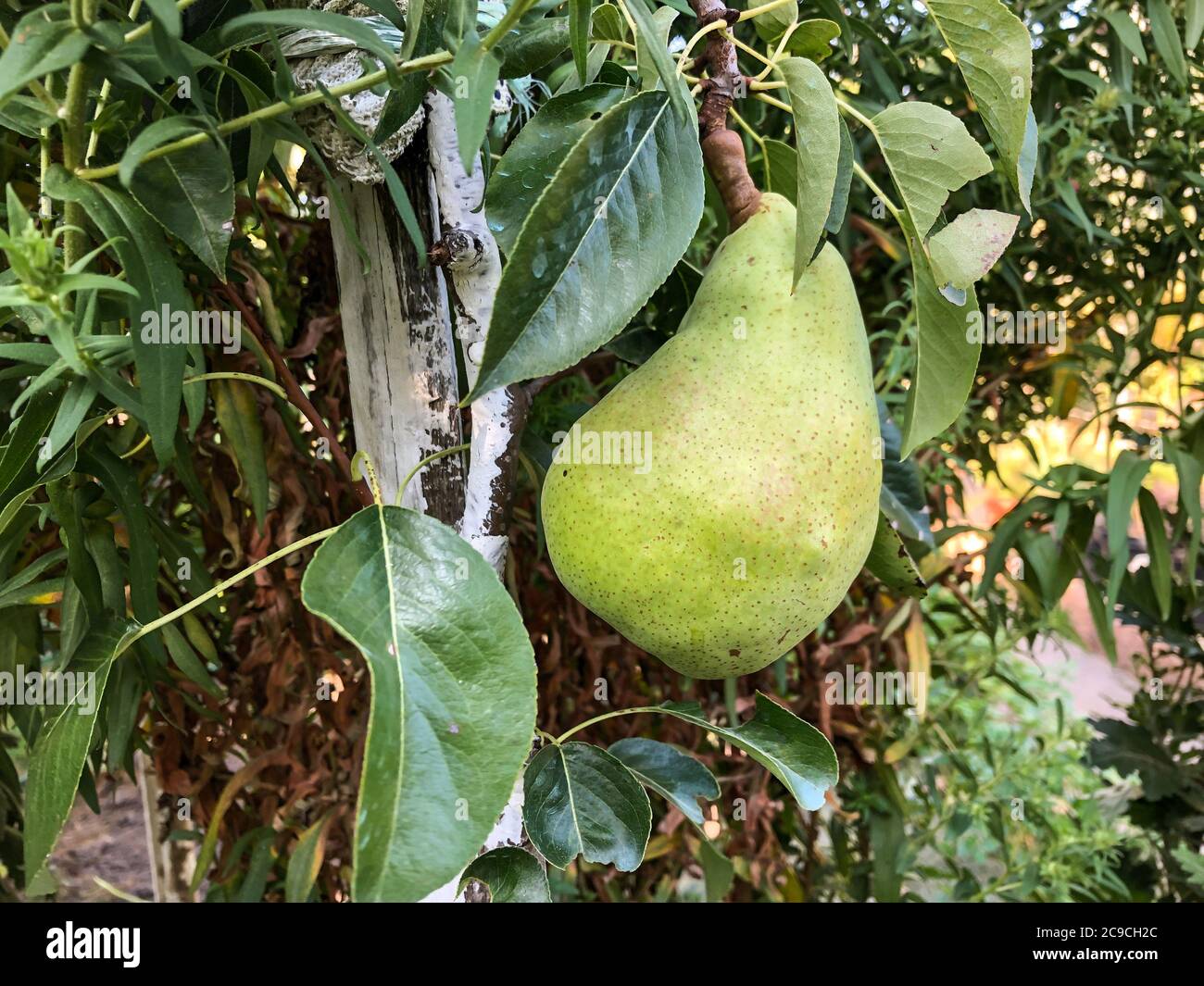 A Ripe Paer closeup a ripe pear on tree in summertime Stock Photo - Alamy