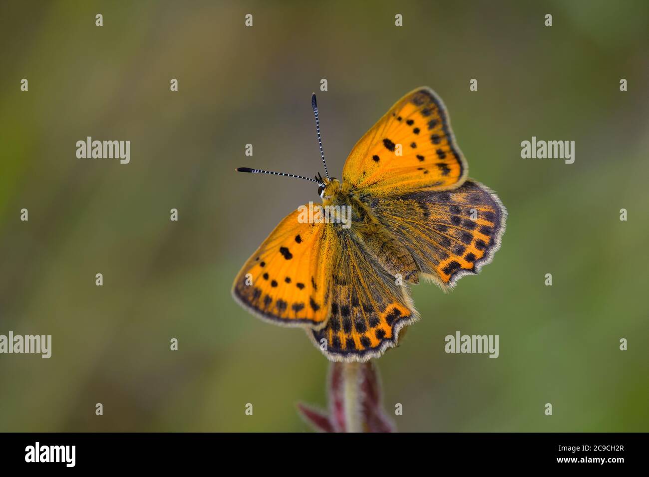 Scarce copper (lycaena virgaureae) female, resting on a flower exposing it's wings to the sun to warm up. Stock Photo