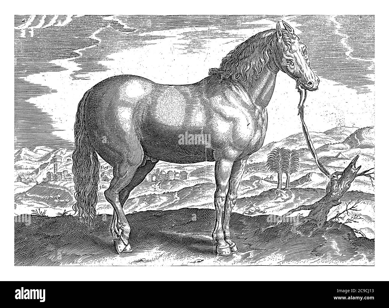 Horse from Turkey, anonymous, after Hendrick Goltzius, after Jan van der Straet, 1624 - before 1648 A horse from Turkey in a landscape, vintage engrav Stock Photo