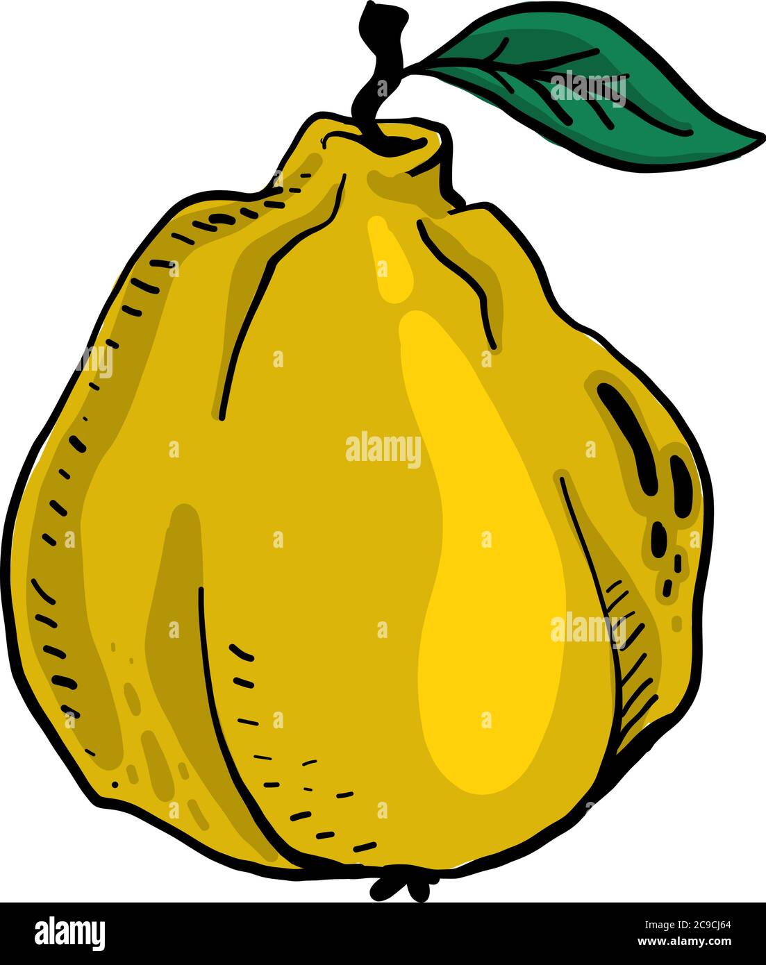 Quince Vector Yellow quince, illustration, vector on white background Stock Vector ...