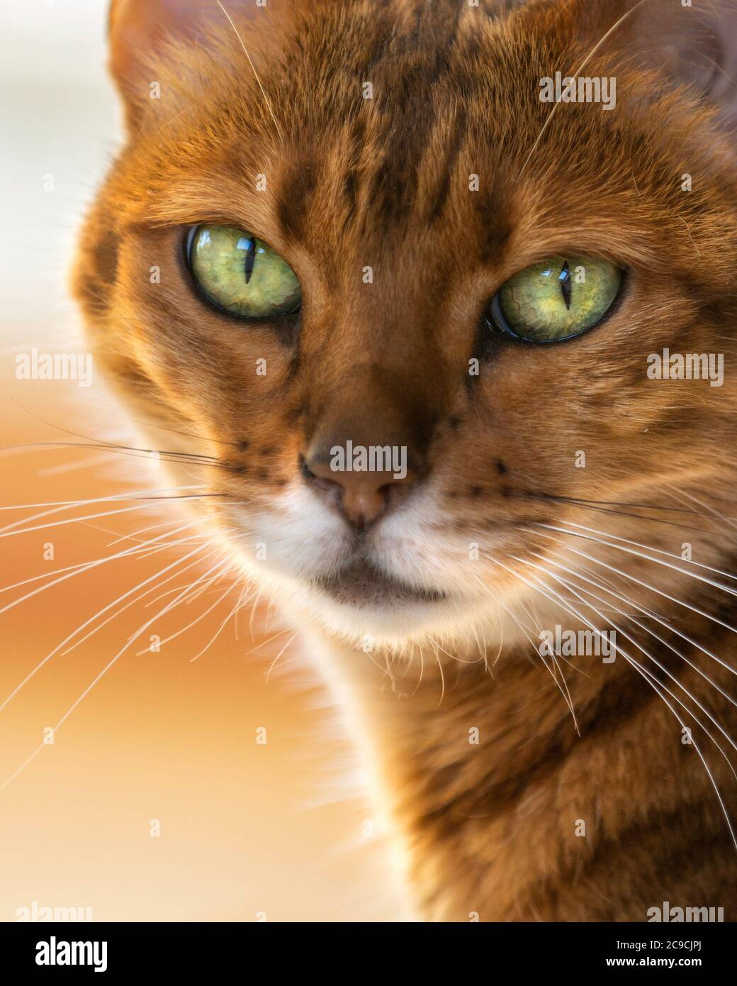 Bengal cat portrait close up Stock Photo