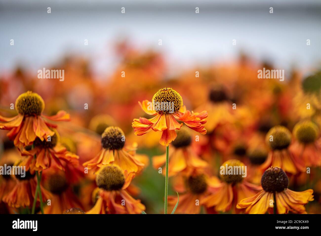 Bright orange flowers. Sneezeweed, Helenium Moerheim Beauty, RHS Gardens, Wisley, UK Stock Photo