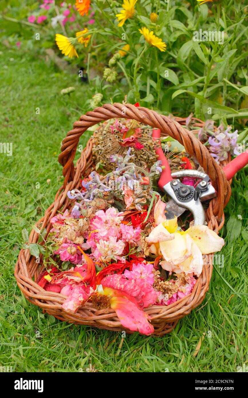 Deadhead basket hires stock photography and images Alamy