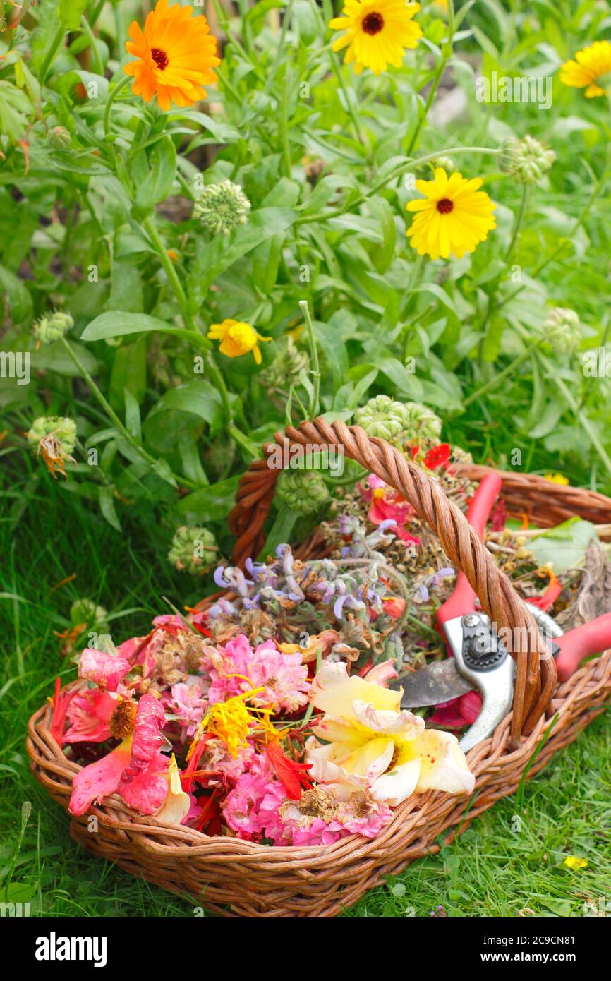 Deadheading flowers basket hires stock photography and images Alamy