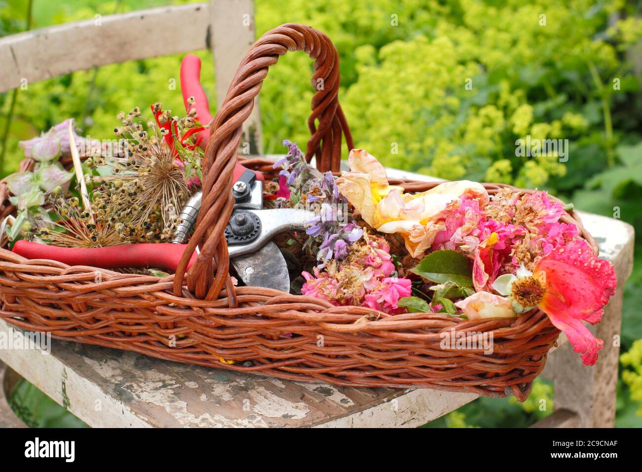Deadhead flowers hires stock photography and images Alamy