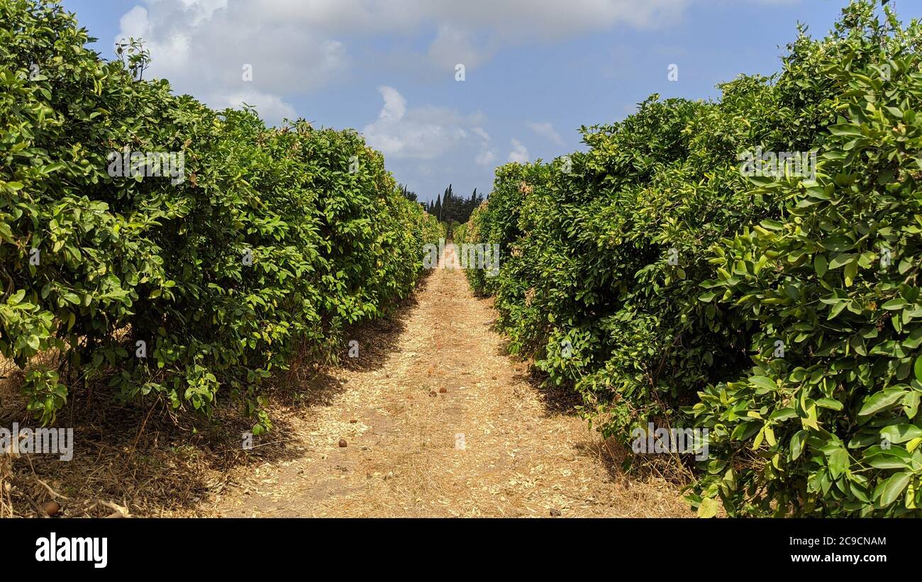 Grove walkway between rows of trees outdoor summer path Stock Photo - Alamy