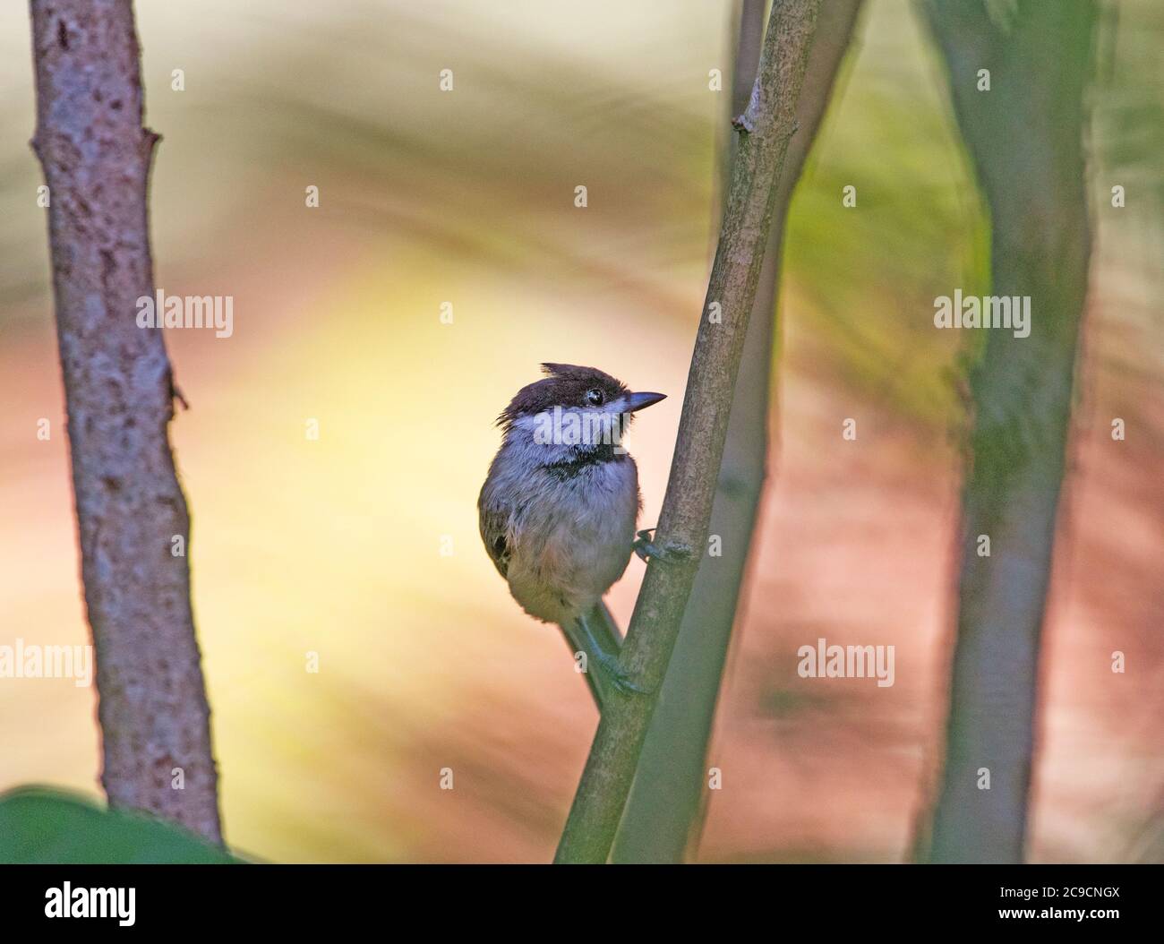 A Black Capped Chickadee (Poecile) on a branch on Cape Cod, USA Stock Photo