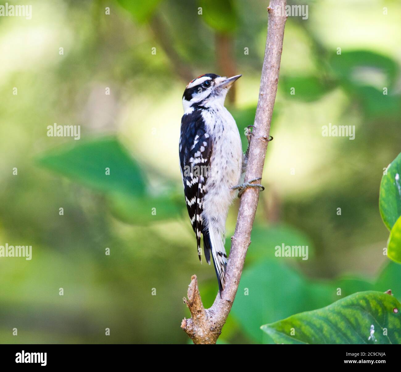 A male Downy woodpecker (Dryobates pubiscens) on a tree on Cape Cod