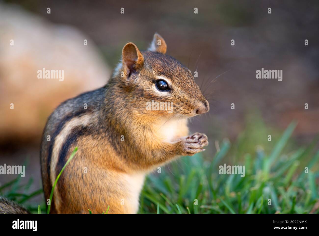 A Chipmunk (Sciuridae) on a Cape Cod lawn, USA Stock Photo