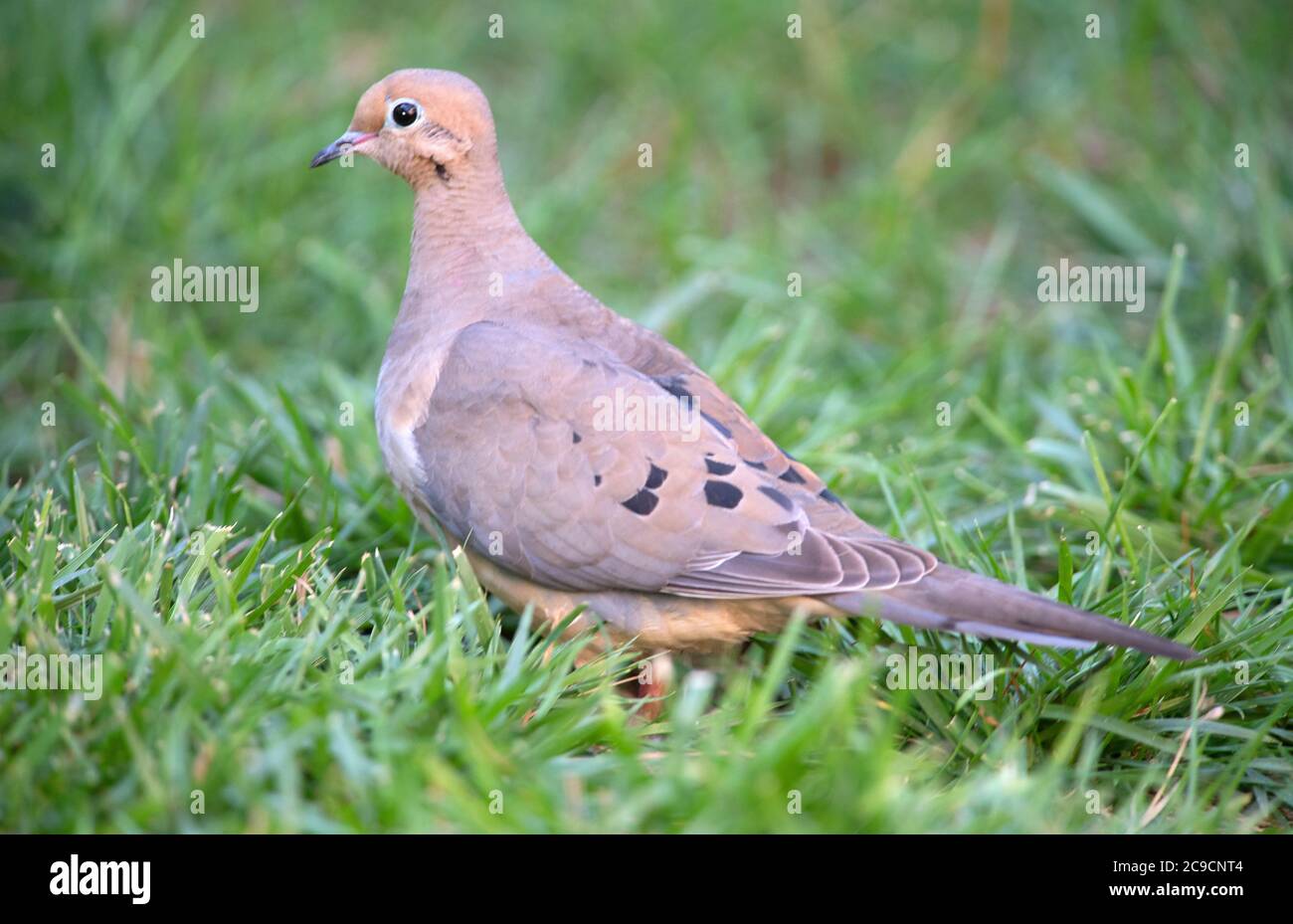 A Mourning Dove (Zenaida macroura) on a Cape Cod lawn, USA Stock Photo