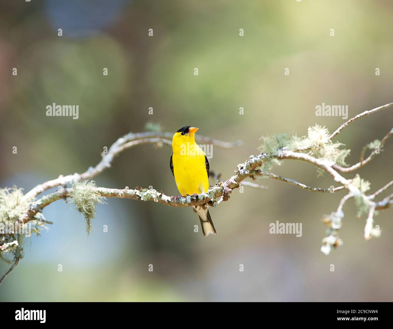 A male American Goldfinch (Spinus trustis) a branch of a Cape Cod tree ...