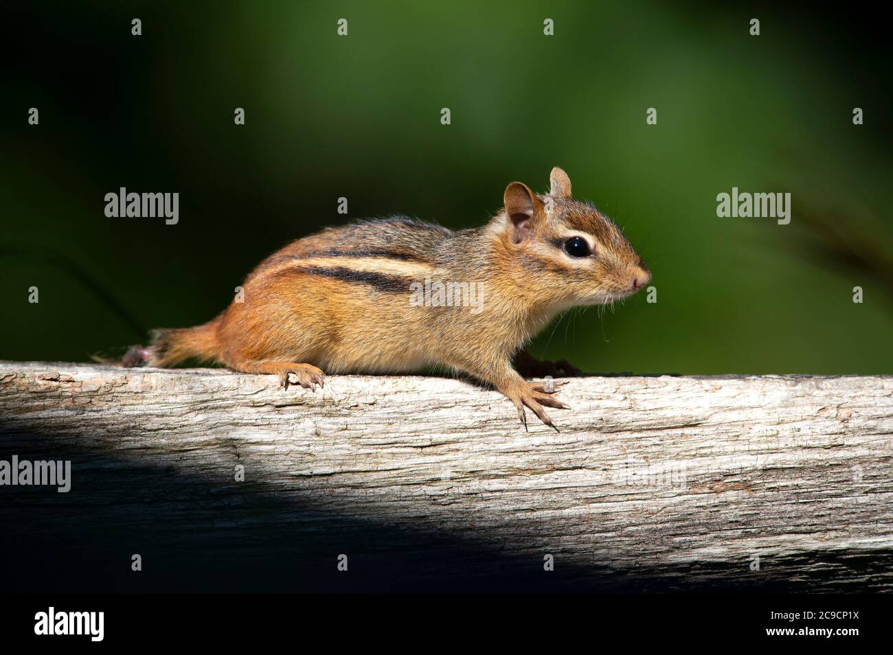 A Chipmunk (Sciuridae) on a fence on Cape Cod, USA Stock Photo