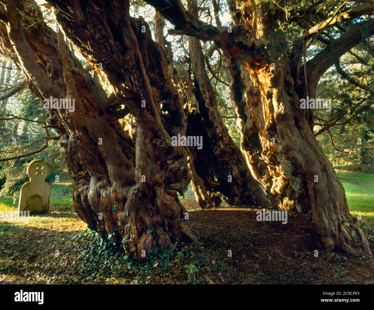 Ancient yew tree with hollow trunk, All Saints church, Farringdon