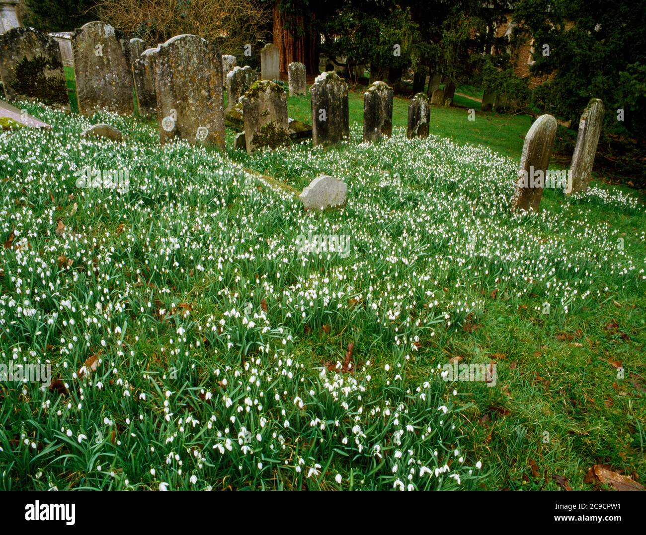 Snowdrops flowering amongst headstones in churchyard. St Peter’s Church, Hambledon, England. Stock Photo