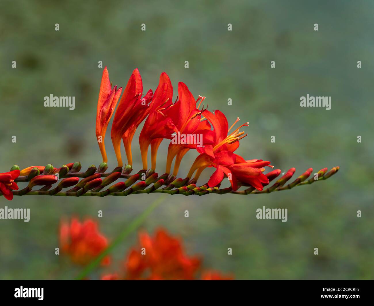 Closeup of the flower spike of Crocosmia with red flowers and buds Stock Photo