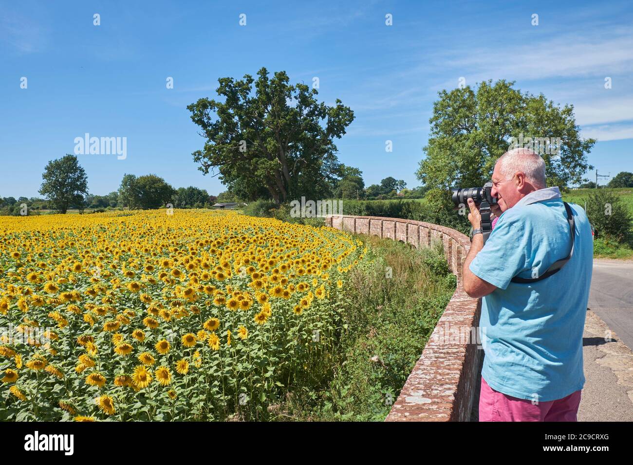 Kellaways, Wiltshire, UK. 30th July, 2020.  With many parts of the UK expecting to experience a mini heatwave during the next few days, a man enjoying the warm sunshine is pictured as he takes a photogaph of sunflowers growing in a field near the village of Kellaways. Credit: Lynchpics/Alamy Live News Stock Photo