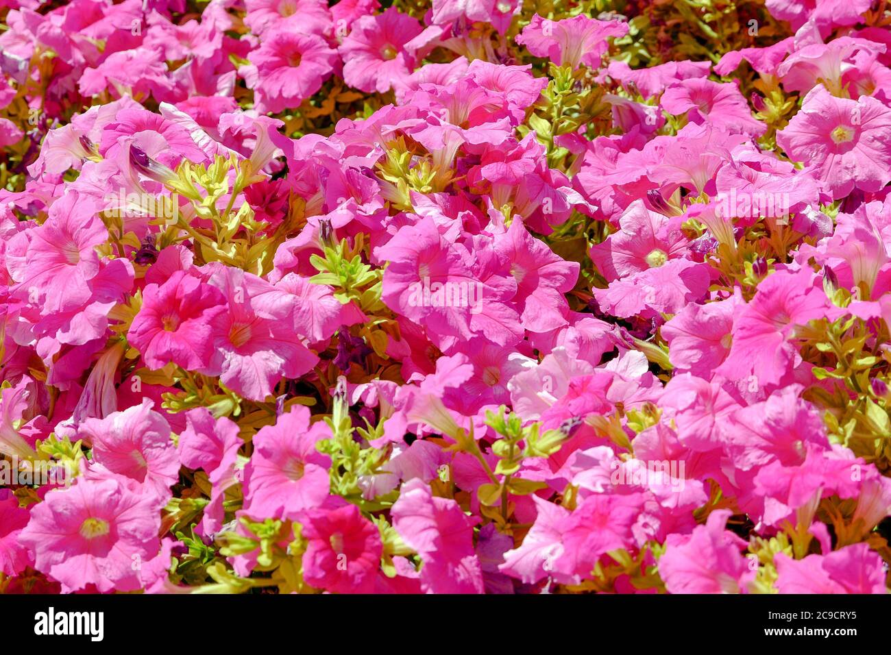 Petunia Carpet Pink Pelleted Malaysia Wht Wellgrow Seeds