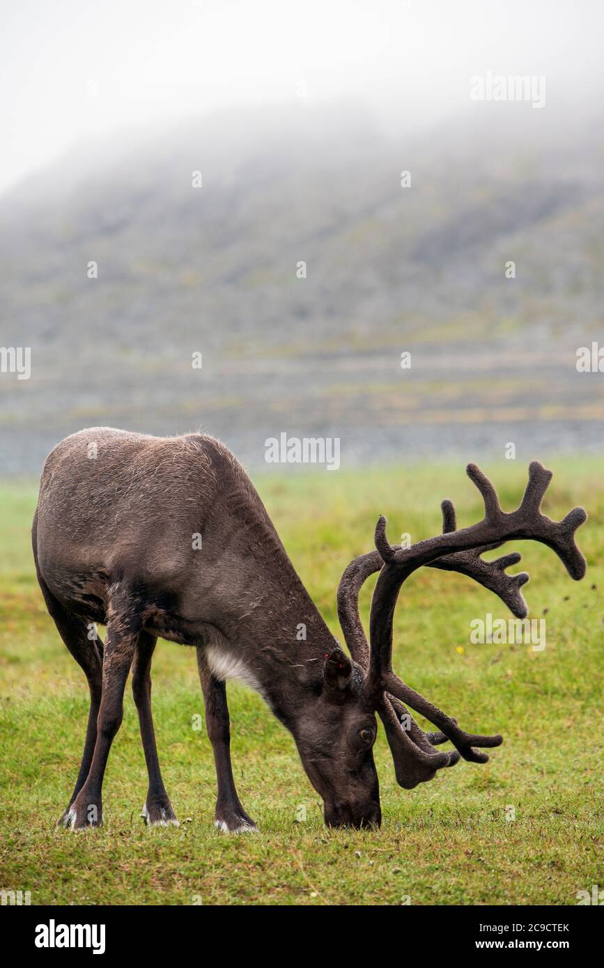 Reindeer with antlers grazing on the Arctic tundra Stock Photo