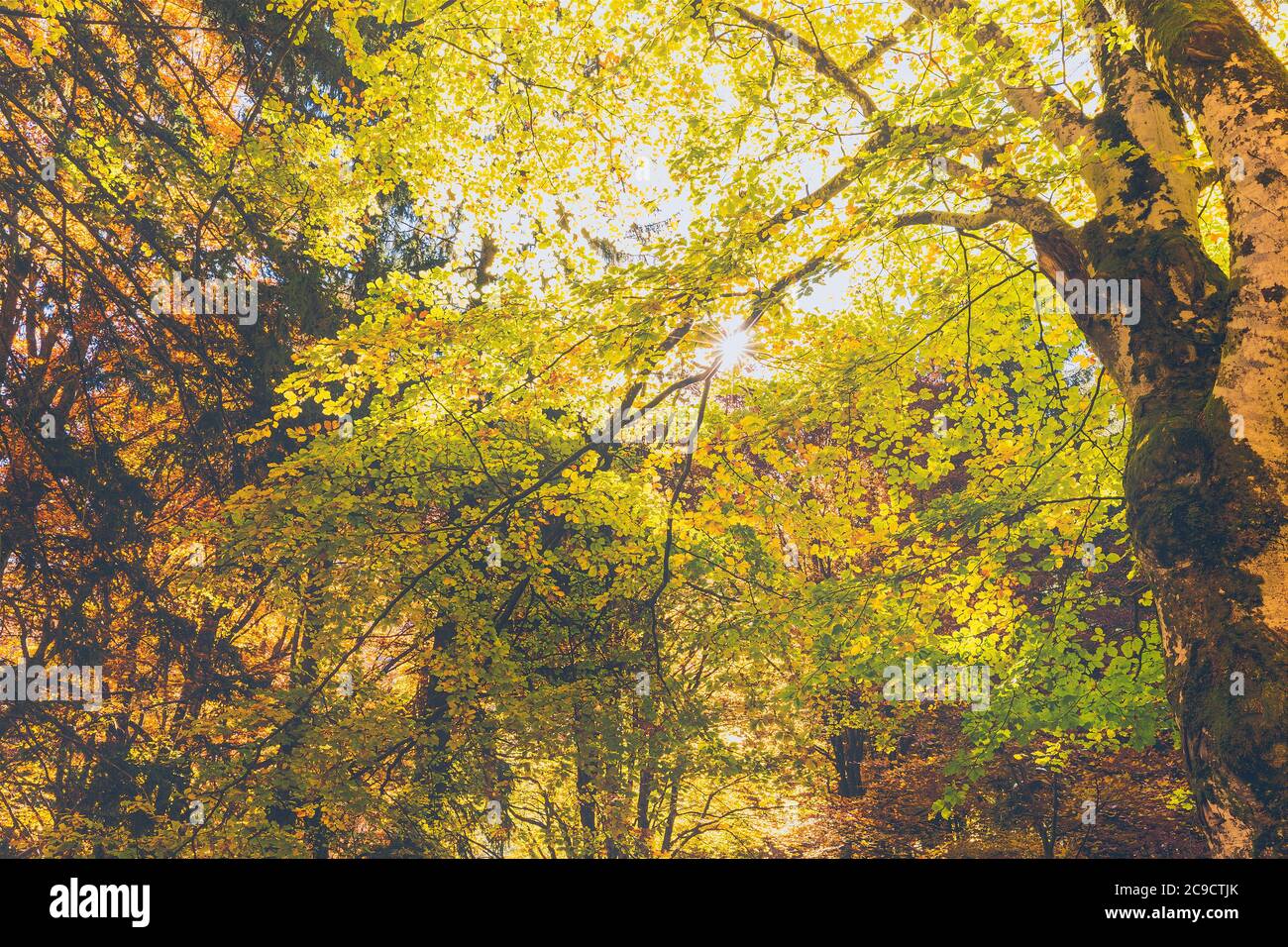 autumn beech forest with sunbeams Stock Photo Alamy