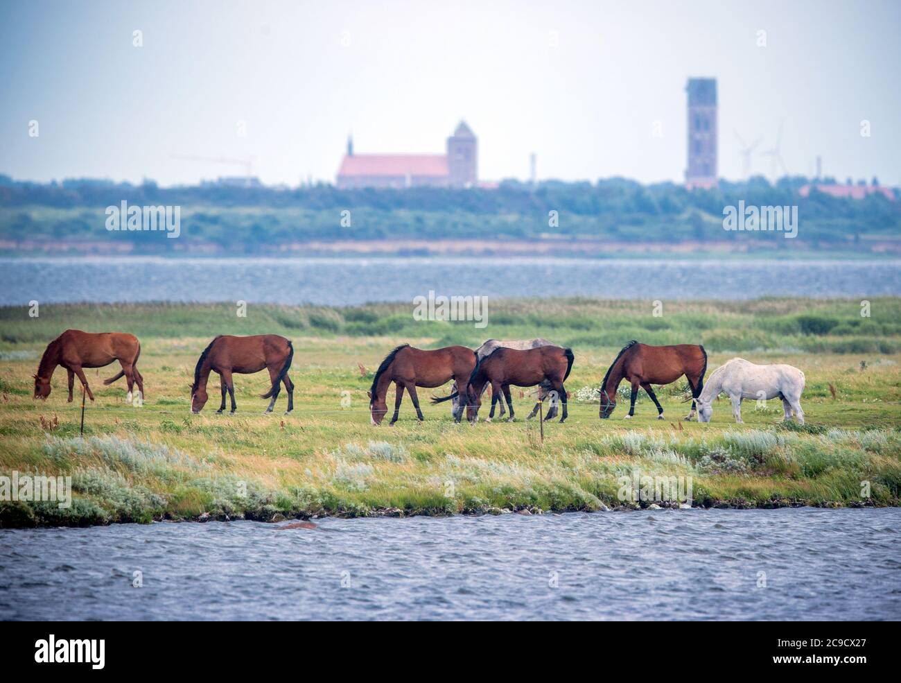 28 July 2020, Mecklenburg-Western Pomerania, Fährdorf: Horses graze on a small headland in Wismar Bay against the backdrop of the Hanseatic city. Photo: Jens Büttner/dpa-Zentralbild/ZB Stock Photo
