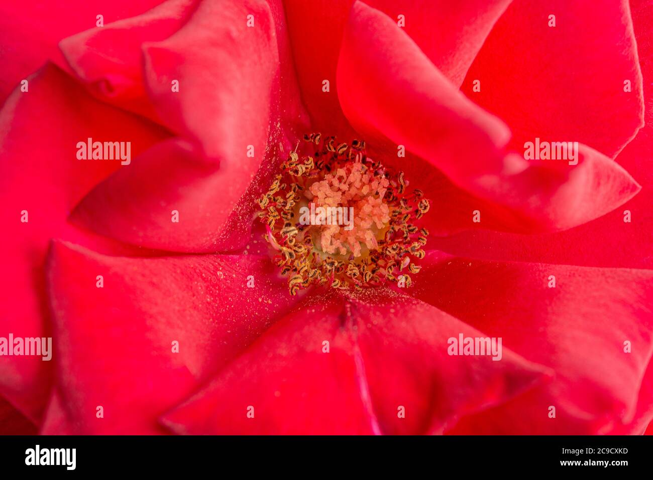 An extreme close-up or macro shot with shallow depth of field and very selective focus of a red rose flower petals in full bloom. Stock Photo