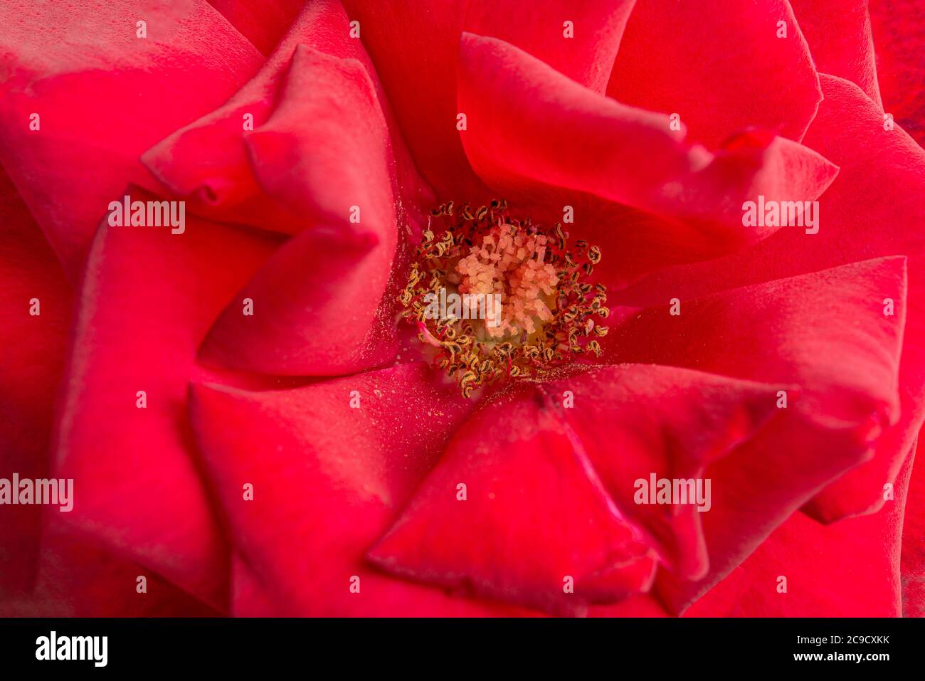 An extreme close-up or macro shot with shallow depth of field and very selective focus of a red rose flower petals in full bloom. Stock Photo