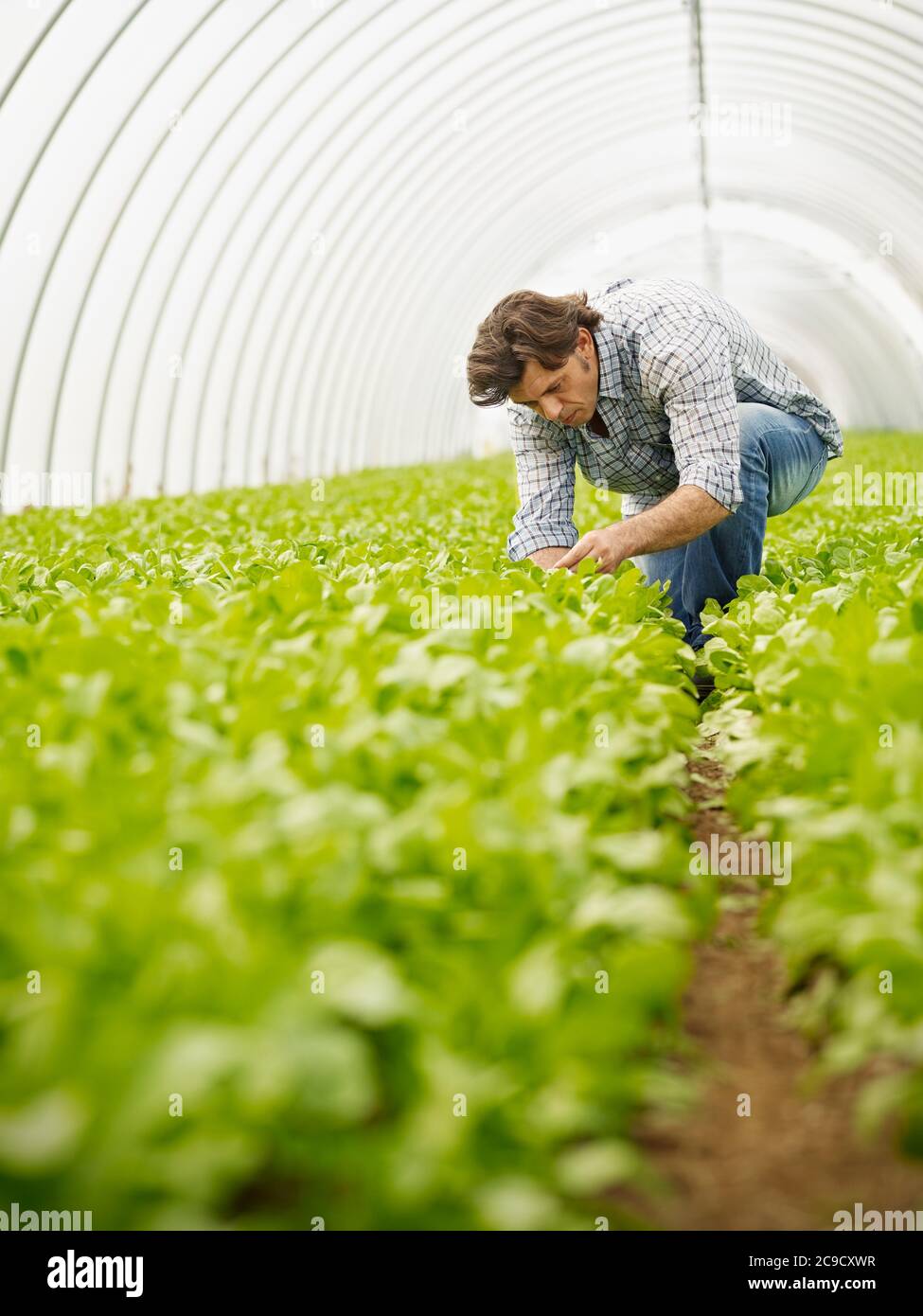 Farmer Checking Quality Of Plants In Green House Stock Photo