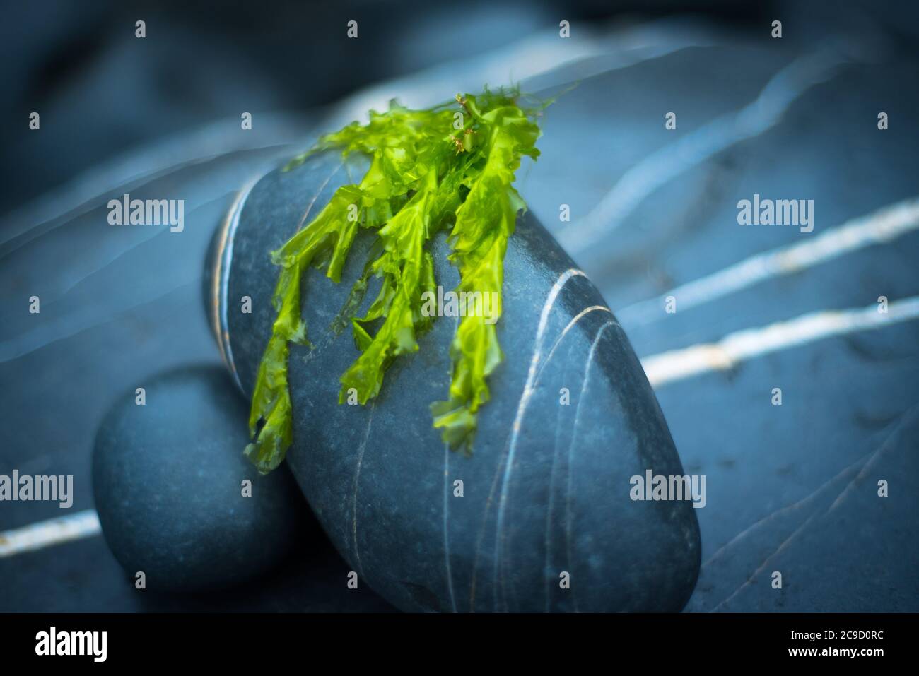 Sea lettuce (Ulva Lactuca), Devon UK Stock Photo