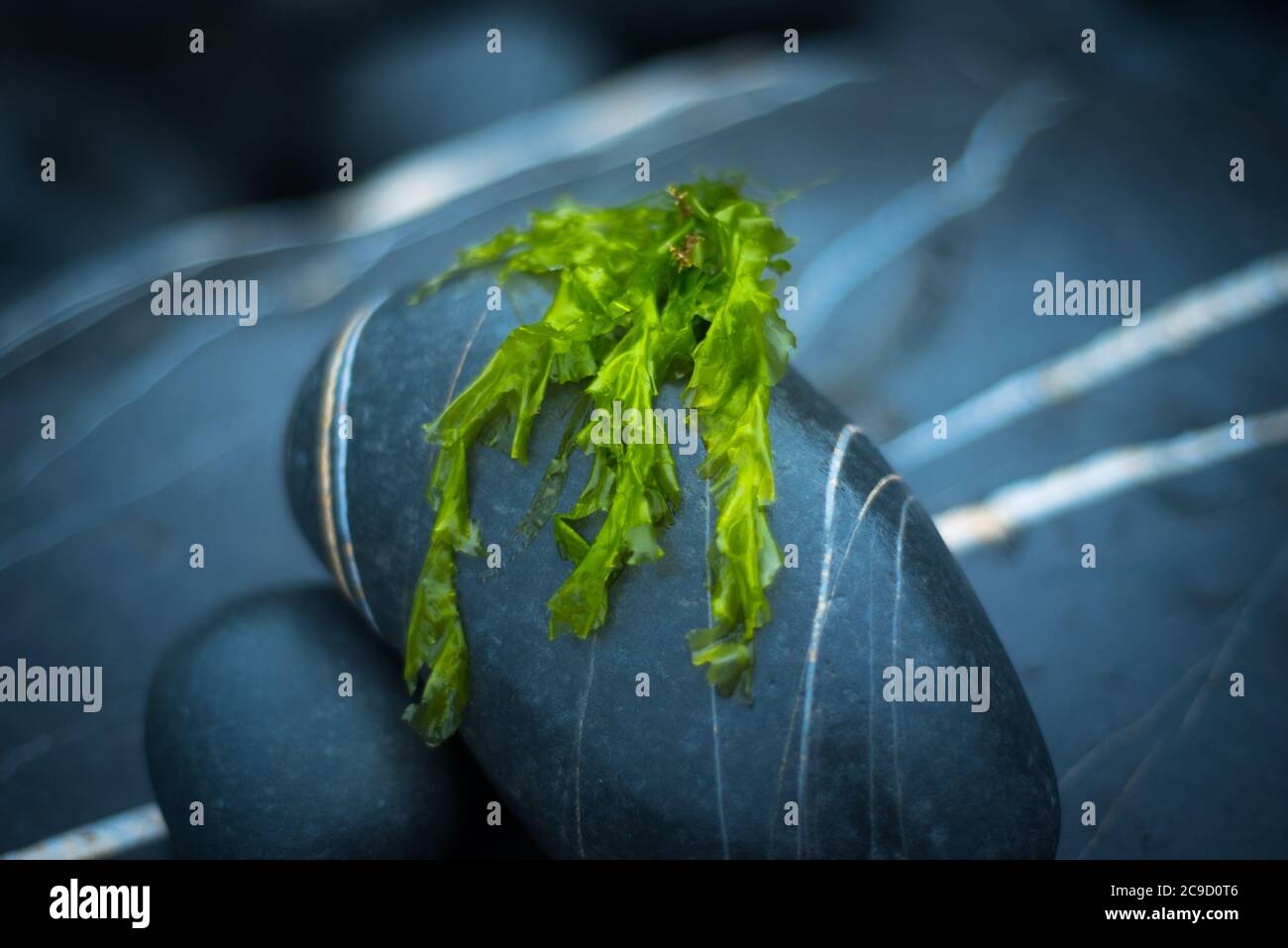 Sea lettuce (Ulva Lactuca), Devon UK Stock Photo