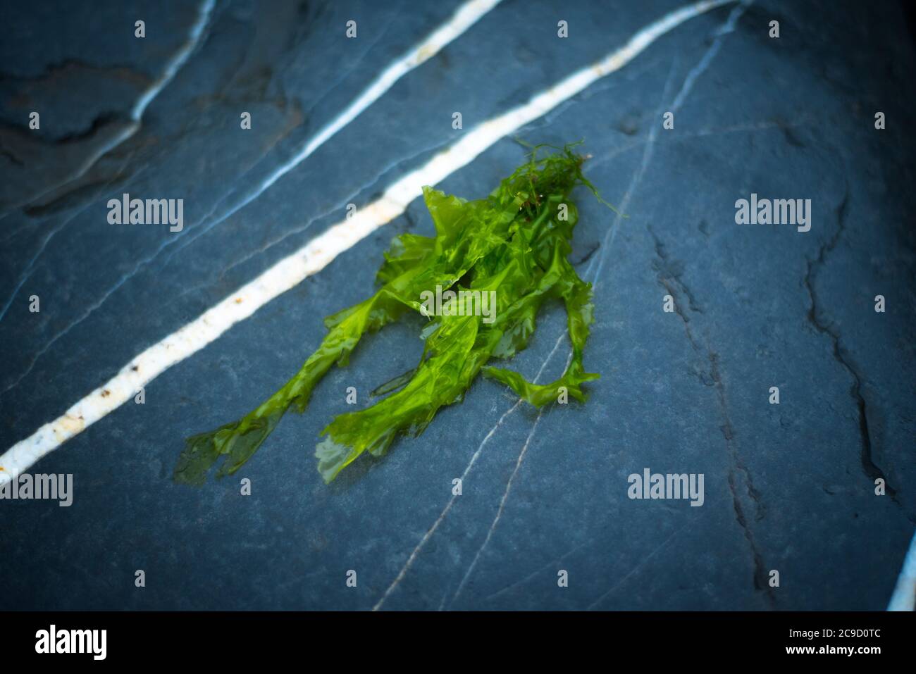 Sea lettuce (Ulva Lactuca), Devon UK Stock Photo