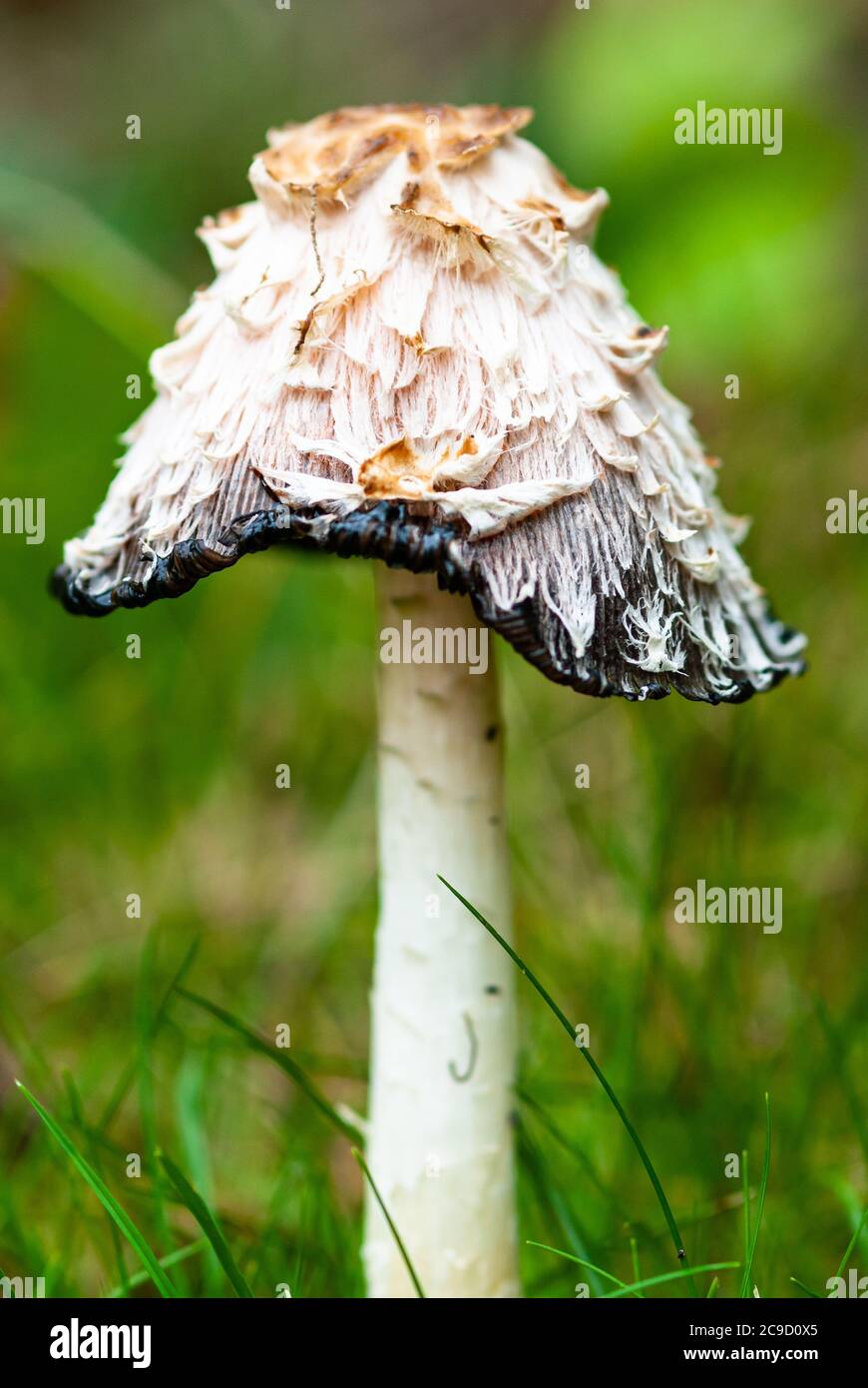 Shaggy Inkcap Fungi Stock Photo