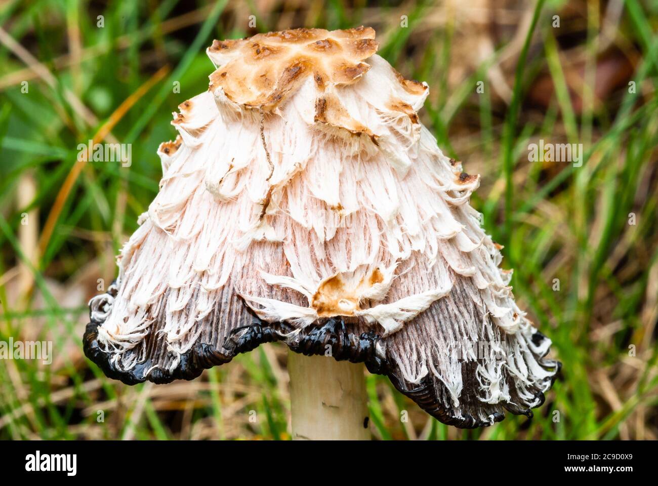 Shaggy Inkcap Fungi Stock Photo