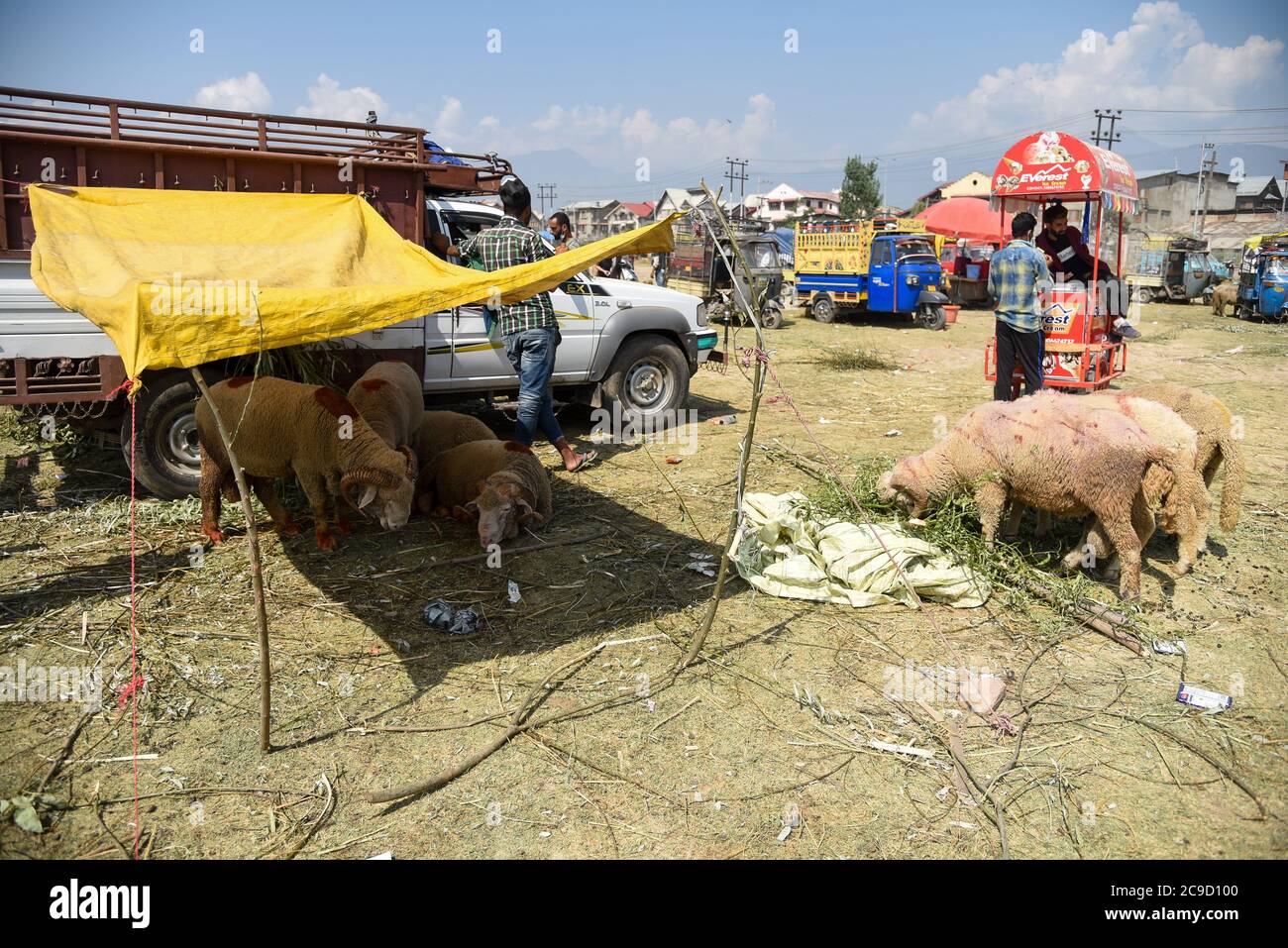 Srinagar, India. 30th July, 2020. Sacrificial animals for sale are seen under a shade at a livestock market ahead of Muslim festival Eid-alAdha in Srinagar.The back-to-back lockdowns from last one year after ruling political party BJP abrogated Article 370 and due to rising COVID-19 cases in Kashmir have had their effect on businesses in the valley as the hustle and bustle associated with Eid al-Adha was missing from markets with only one day left for the Muslim festival. Credit: SOPA Images Limited/Alamy Live News Stock Photo