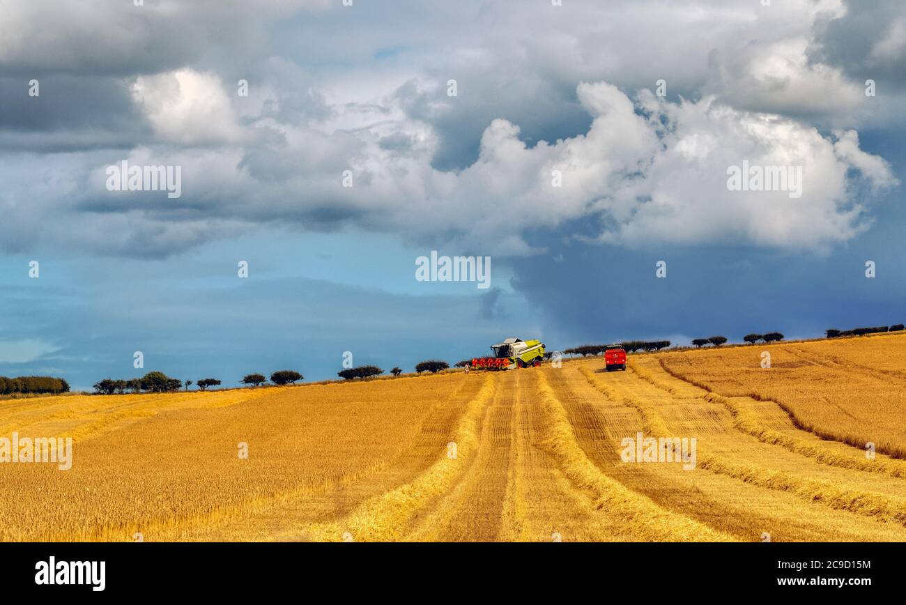 Bringing in the harvest in an East Lothian field, Scotland, UK. Stock Photo