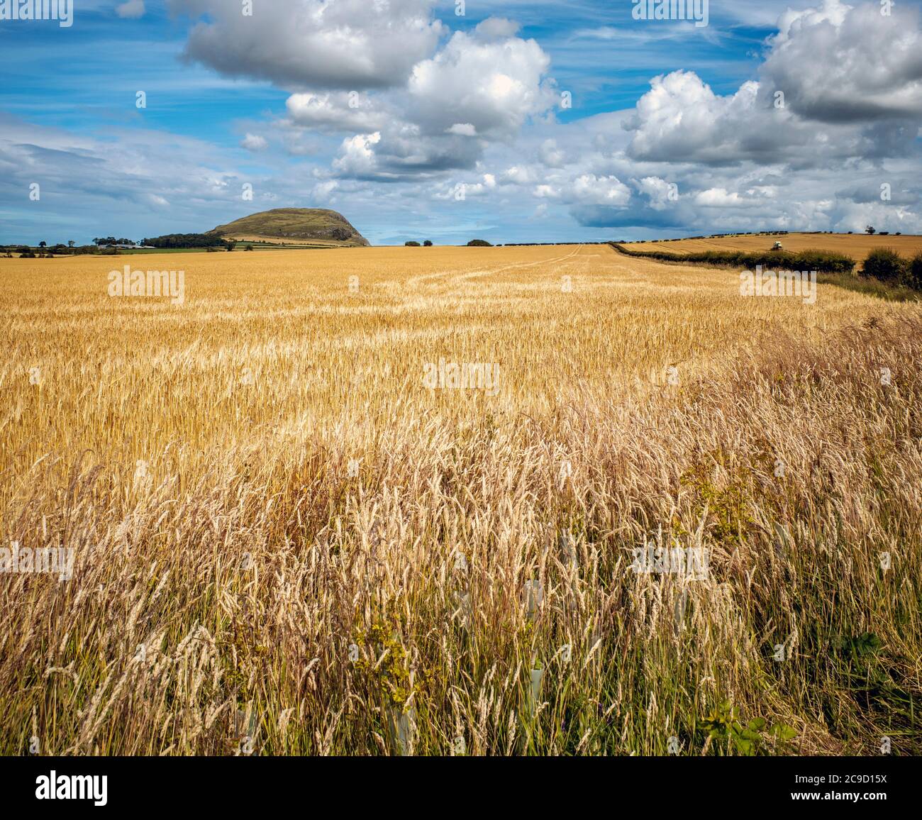 Crops growing in a field with Traprain Law in the background, East Lothian, Scotland, UK. Stock Photo
