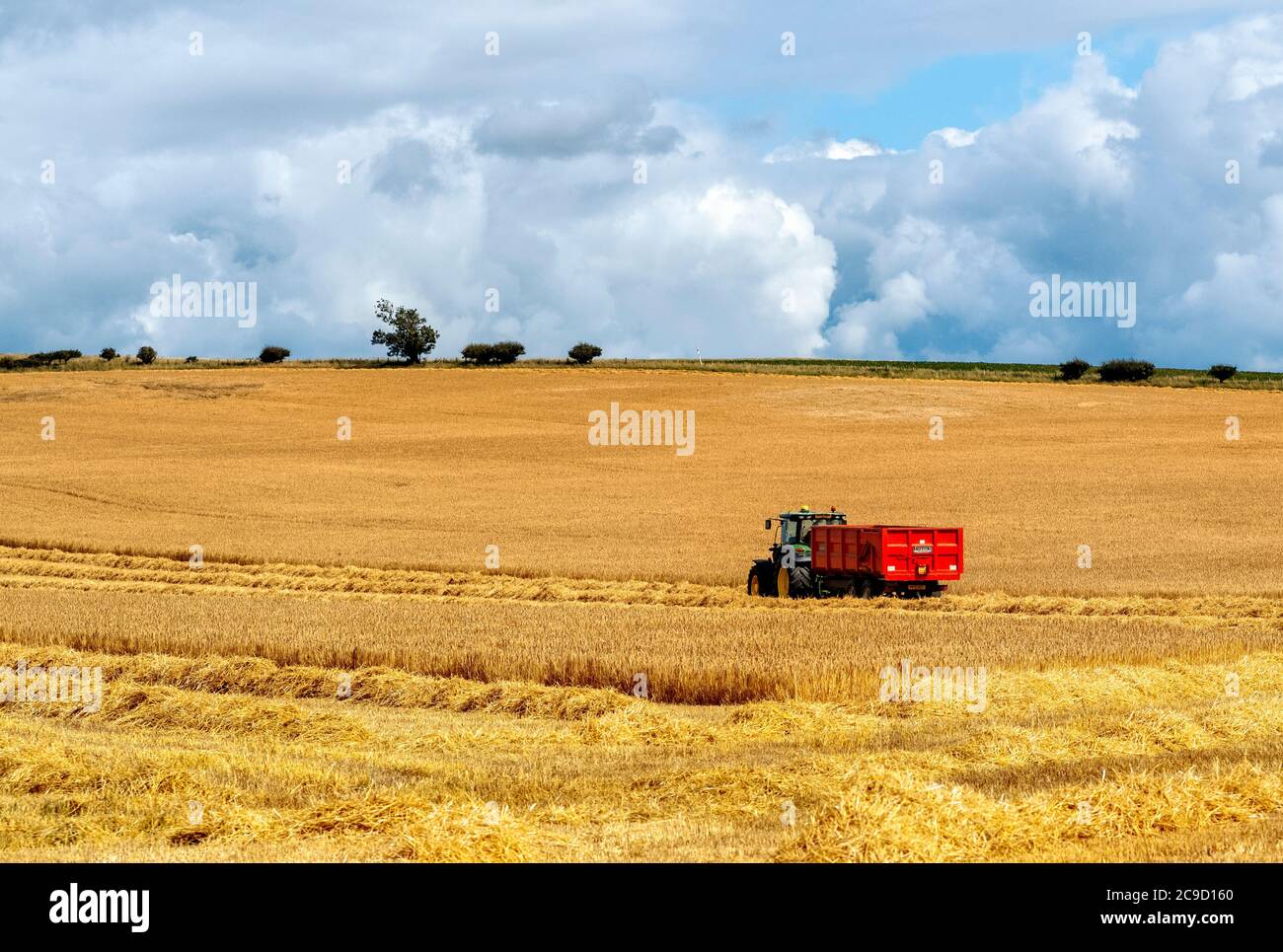 Bringing in the harvest in an East Lothian field, Scotland, UK. Stock Photo